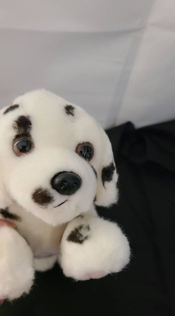 Dalmatien en peluche couché nature babies