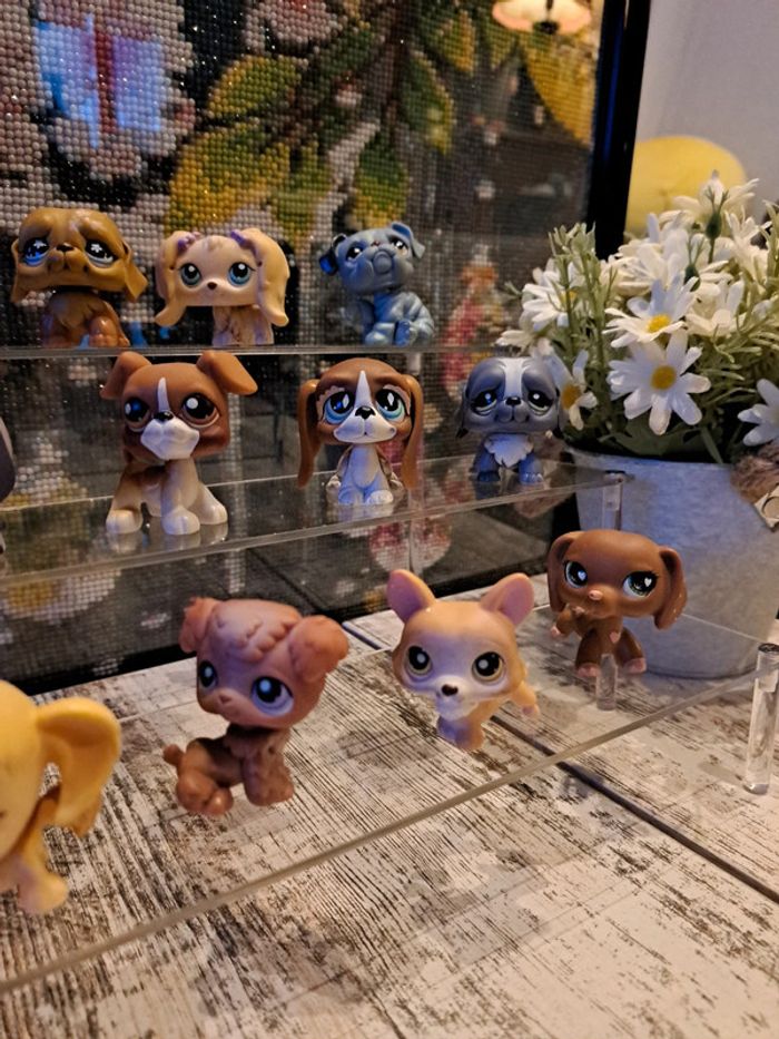 Petshop chien au choix vente à l unité - photo numéro 9
