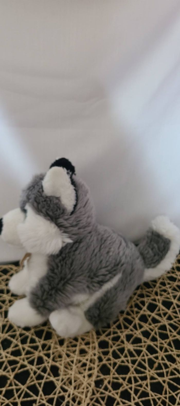 Malamute aux yeux bleus d’Alaska - photo numéro 3