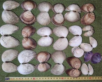 Lot Coquillages Coques