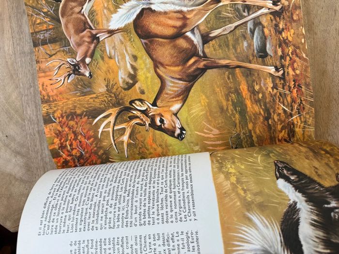 Encyclopédie ancienne animaux Robert Dallet Faune du nouveau monde Roby Lito grand format - photo numéro 10