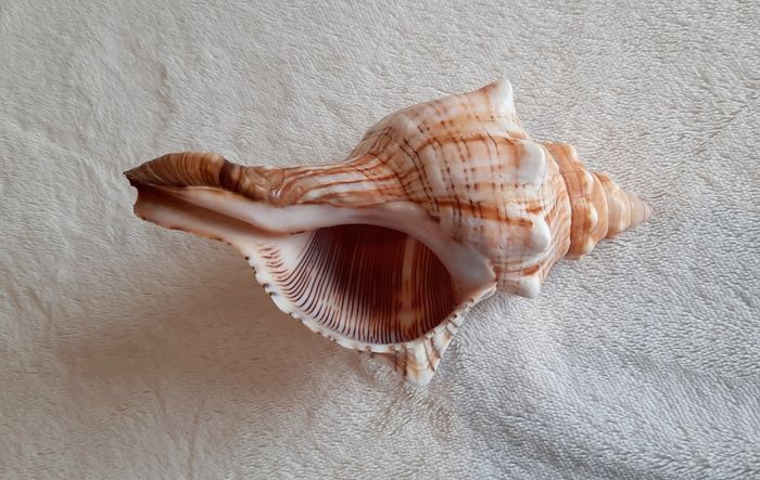 Coquillage - photo numéro 4