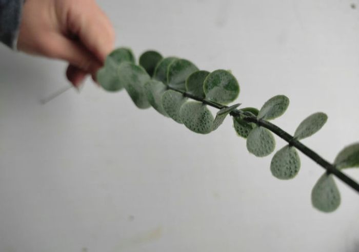 Eucalyptus - photo numéro 2