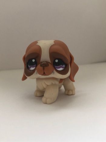 Pet shop : chien saint Bernard