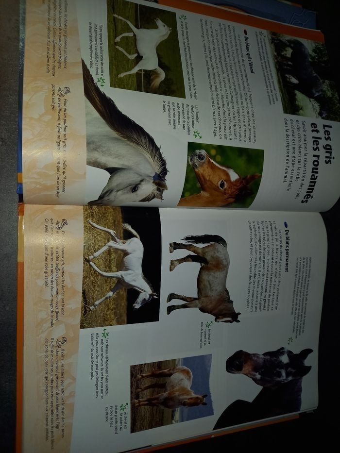 Livre Poneys et chevaux - photo numéro 5