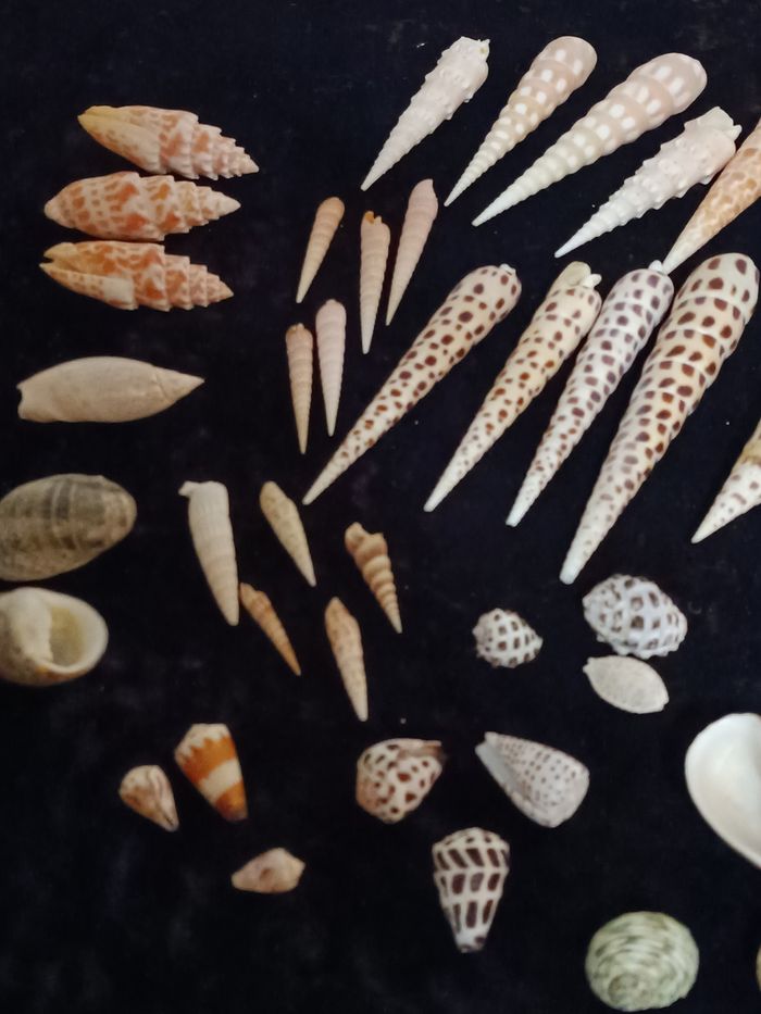 Lot coquillages - photo numéro 3
