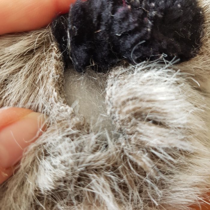 Peluche raton laveur - photo numéro 2