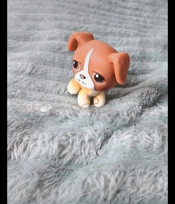 Petshop chien 25
