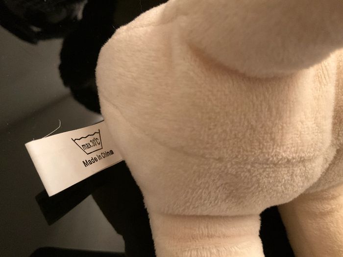 Chien - photo numéro 6