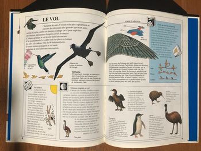 « Pleins feux sur » Les oiseaux - Gamma Jeunesse - photo numéro 4
