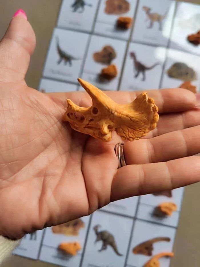 Kit nomenclatures des dinosaures avec crânes Montessori - photo numéro 6