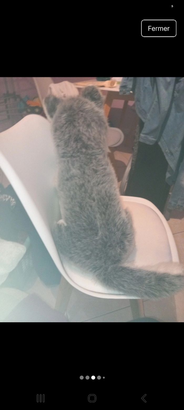 Peluche husky avec son bebe - photo numéro 4