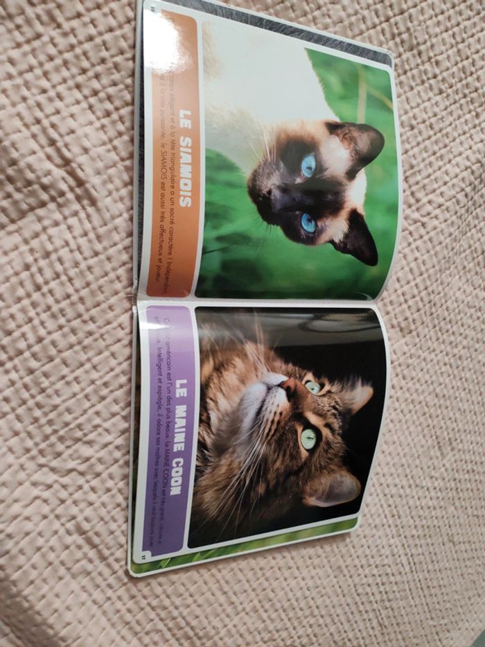 Les chats - photo numéro 3