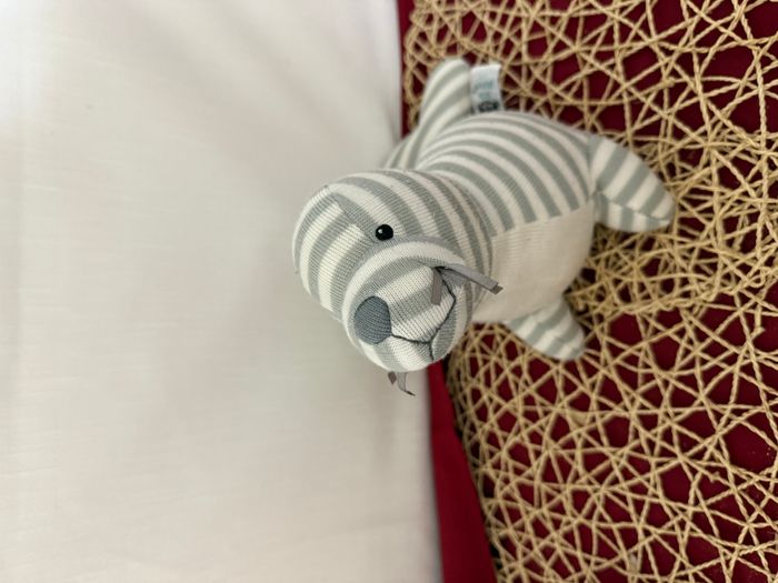 doudou phoque , otarie