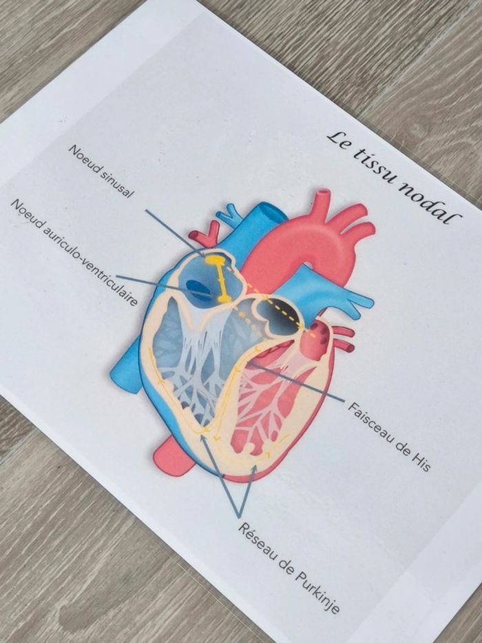 Fiche A4 sur le tissu nodal