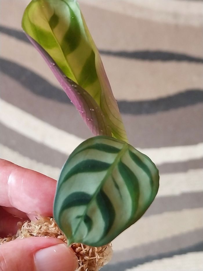 Ctenanthe - photo numéro 2