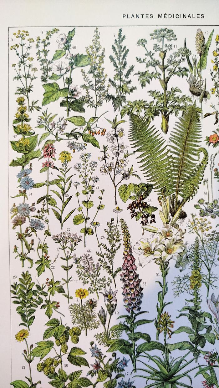 Affiche sur les plantes médicinales "absinthe", d'après une lithographie de 1928 - photo numéro 2