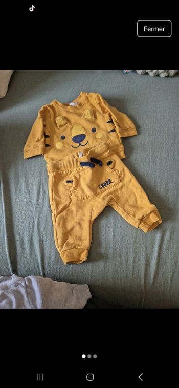 Ensemble tigre