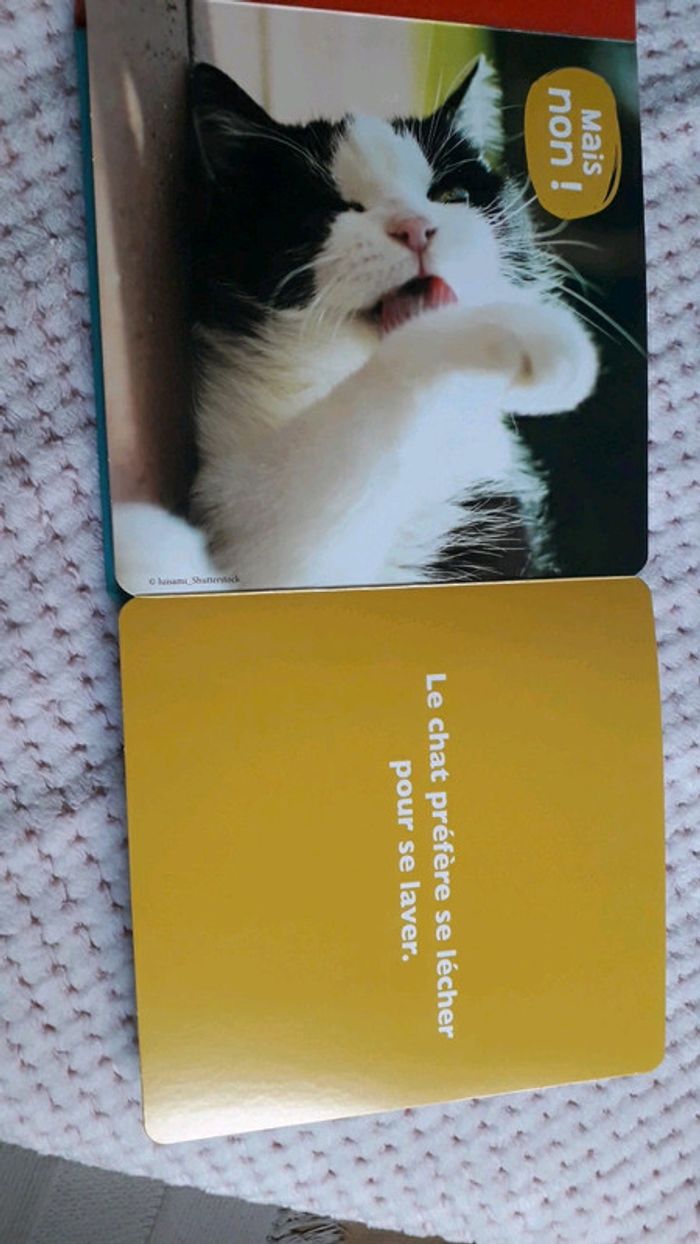 Les animaux de compagnie - photo numéro 5