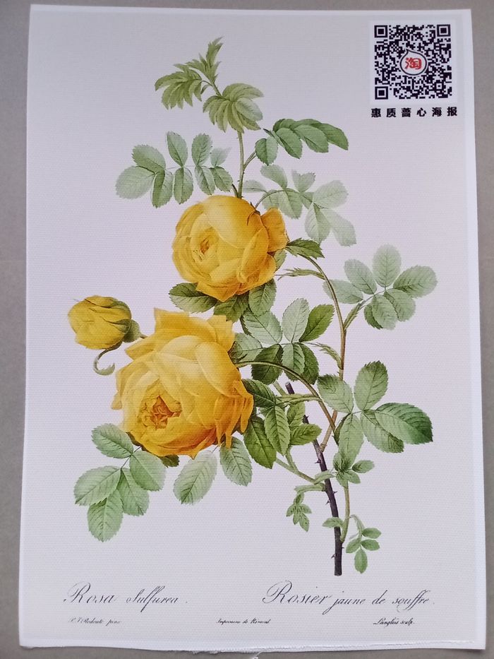 AFFICHE POSTER TOILE INFÉRIEURE A4 FLEURS ROSES