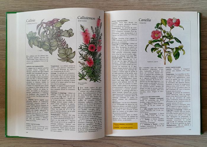 guide des plantes d'intérieur - photo numéro 6