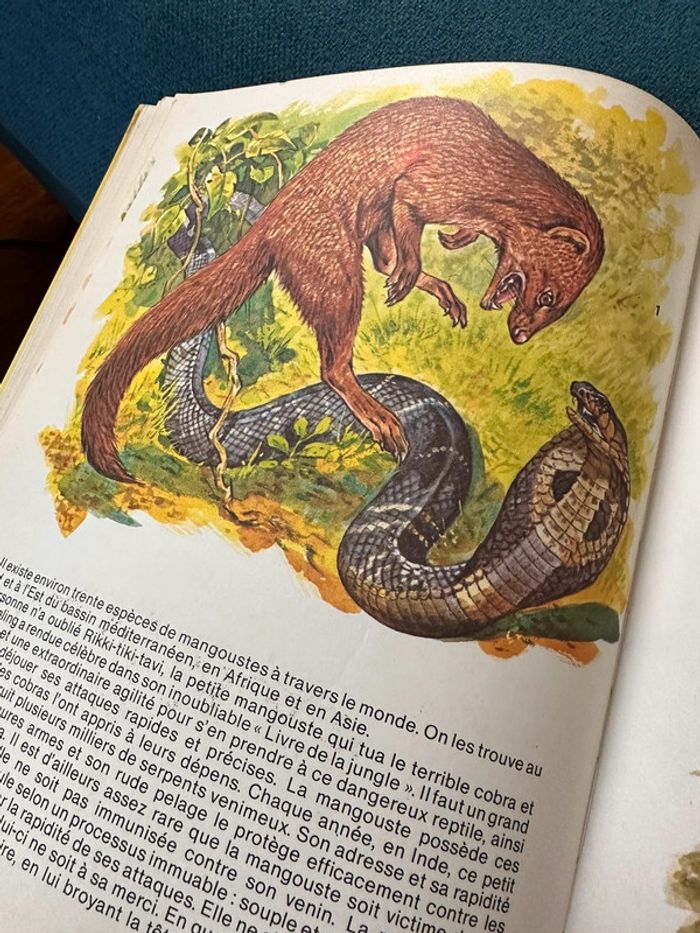 1981 Livre ancien rare Les Animaux Prédateurs Robert Dallet Lito Paris illustrateur Hermès - photo numéro 7
