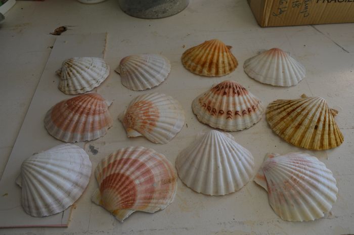 lot 25 coquilles St Jacques - photo numéro 2