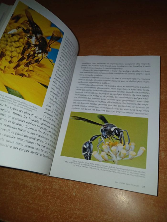 Les insectes au jardin - photo numéro 8