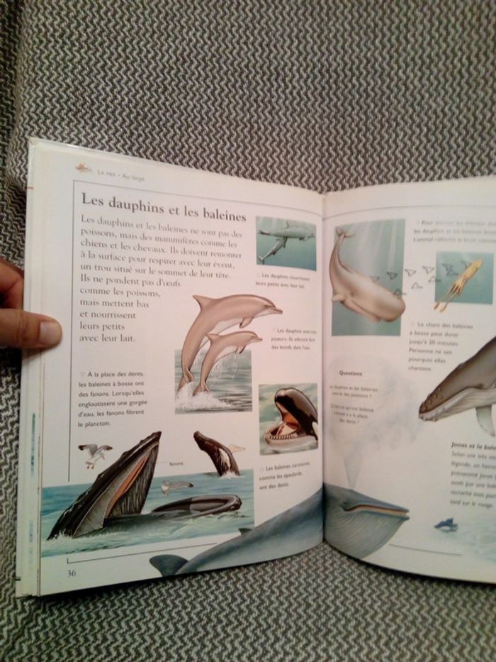 La Mer - Ma première encyclopédie - Ed. Nathan (pour France Loisirs) - photo numéro 11