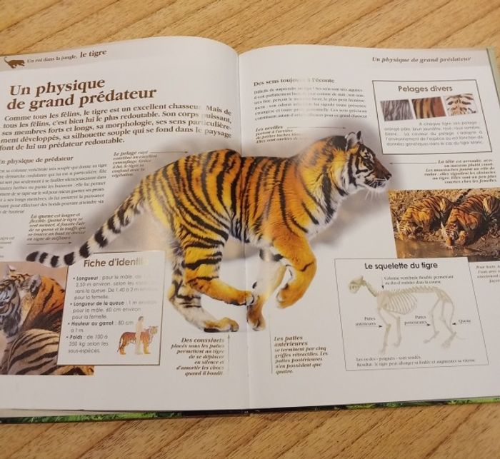 livre "un roi dans la jungle, le tigre" collection les grands mammifères - photo numéro 2