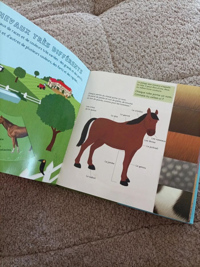 Livre Kididoc : Les chevaux et les poneys - photo numéro 8