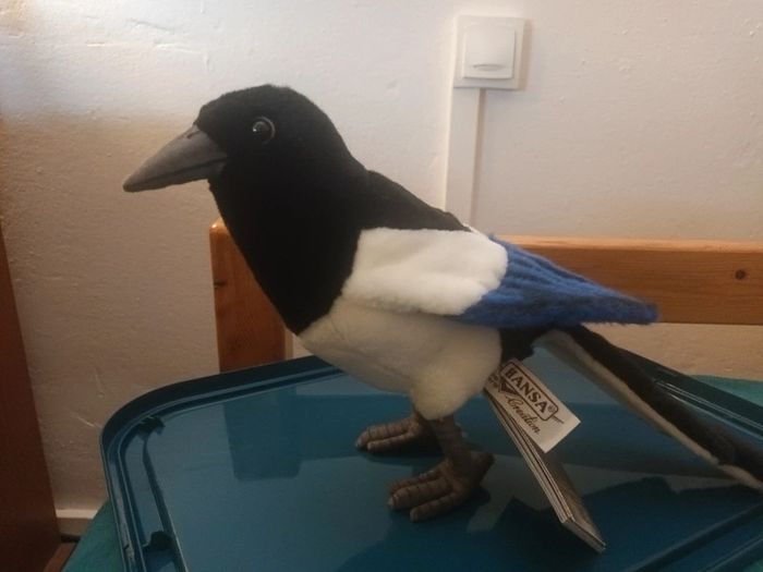 Magnifique oiseau pie magpie bird hansa animaMagnifique oiseau pie magpie bird hansa anima - photo numéro 3