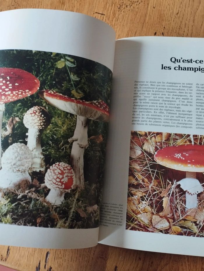A la découverte des champignons - photo numéro 6