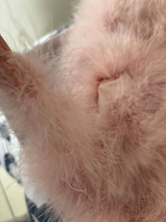 Boléro de mariage - photo numéro 3