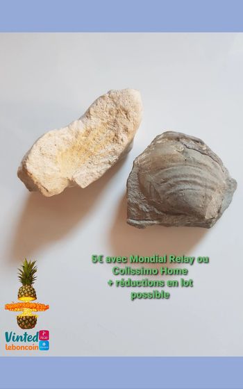 Fossils de coquillages