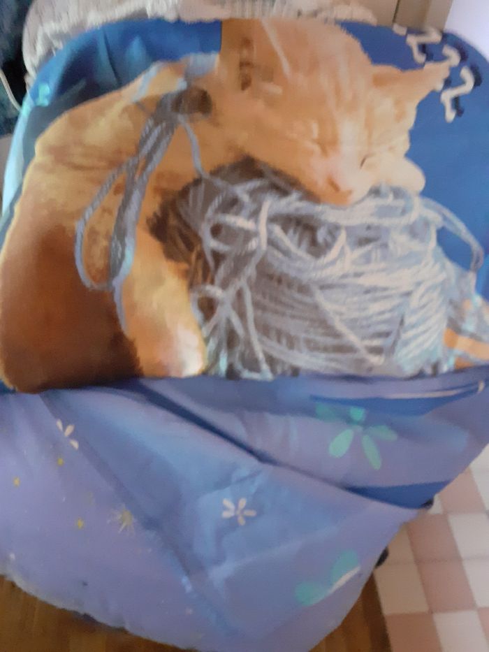 Housse de couette chat