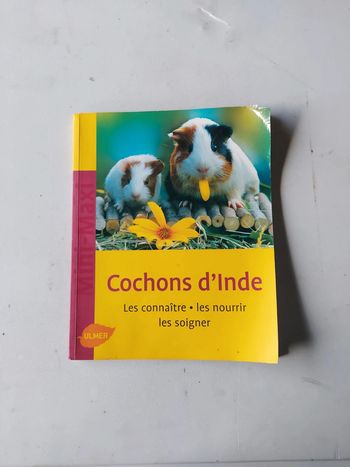 Cochons d'inde