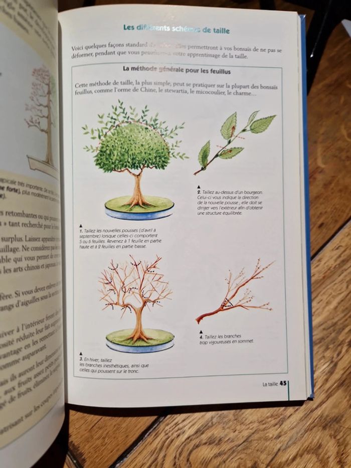 Les bonsaïs - photo numéro 2