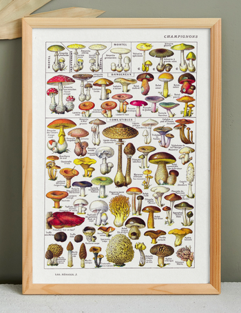 🍄Affiche sur les champignons comestibles et vénéneux, d'après une lithographie de 1920