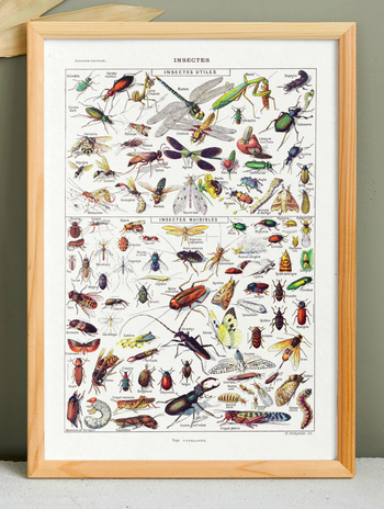 🐞 Affiche sur les insectes, d'après une lithographie de 1928