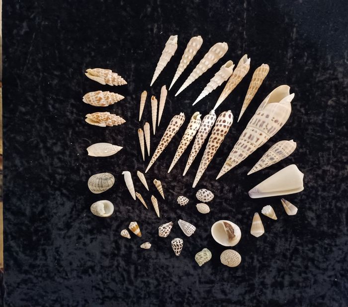 Lot coquillages