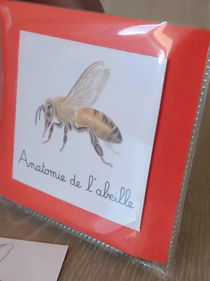 Cartes de nomenclature de l'abeille - photo numéro 5
