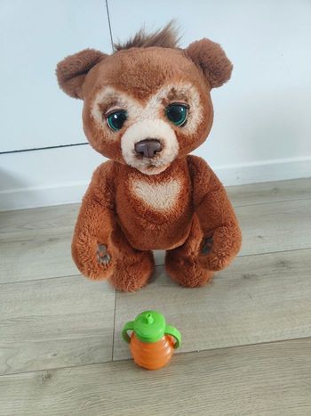 Cubby ourson curieux