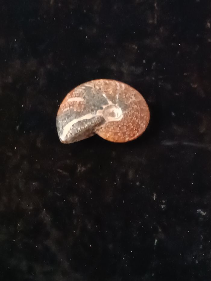 Ammonite polie