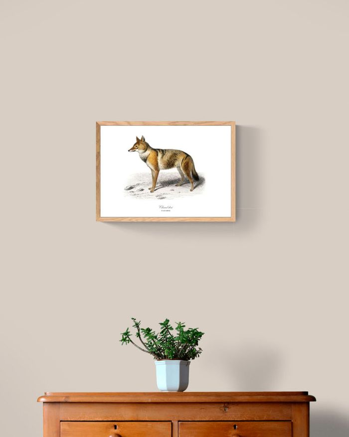 Affiche vintage Chacal - photo numéro 2