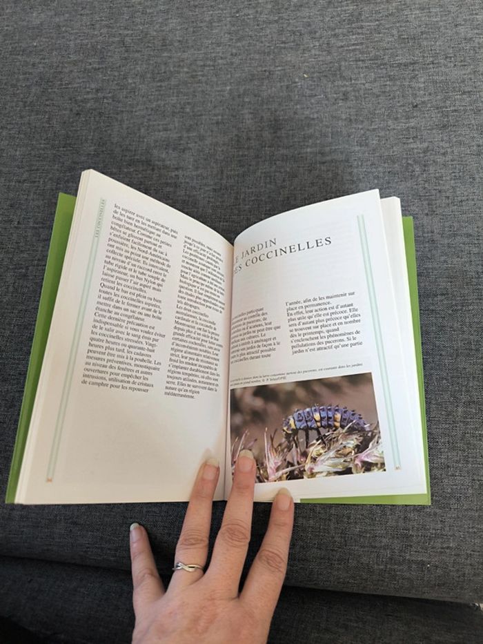 Les coccinelles - photo numéro 3