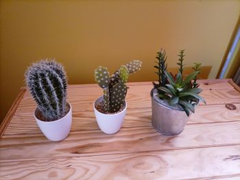 Lot de 3 plantes artificielles déco (cactus & succulentes)