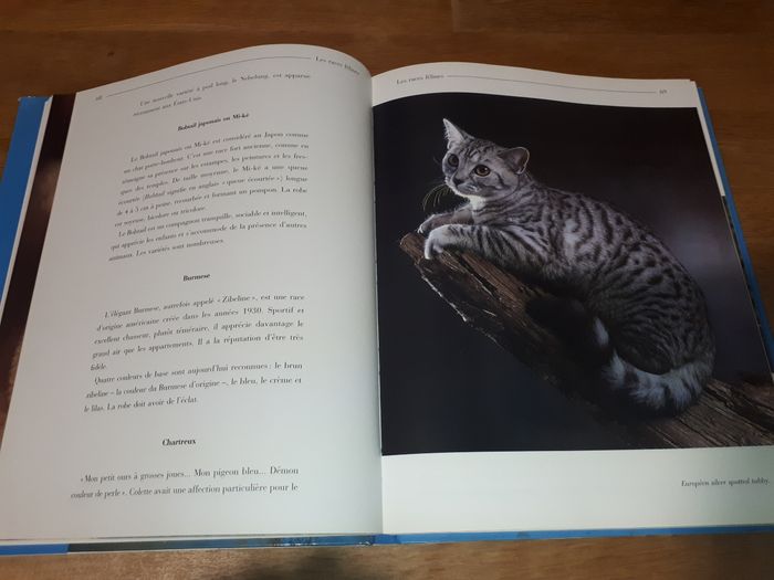 Livre Les chats - photo numéro 4