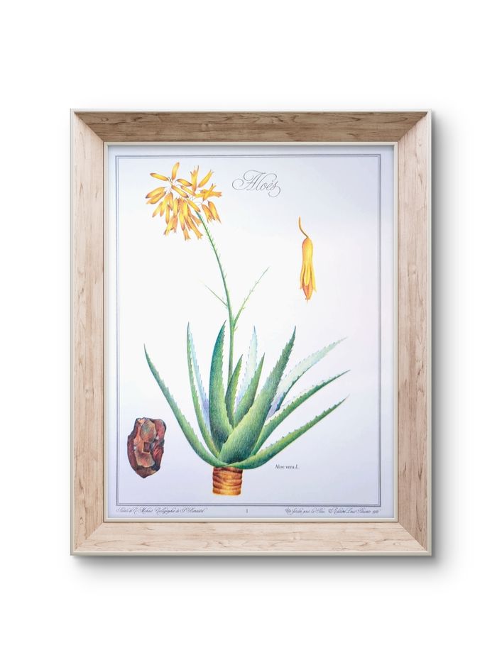 Imprimée en 1986, planche botanique l'Aloé Vera, Vintage Authentique (cadre non inclus) - photo numéro 8