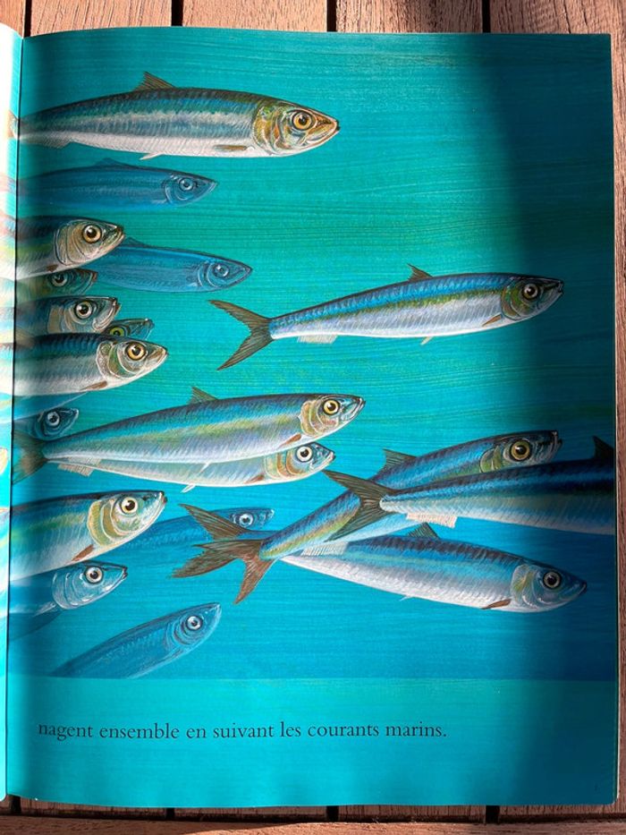 livre jeune - photo numéro 4